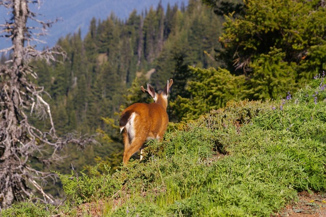 Olympic Nat Park