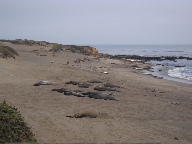 Elephant Seals