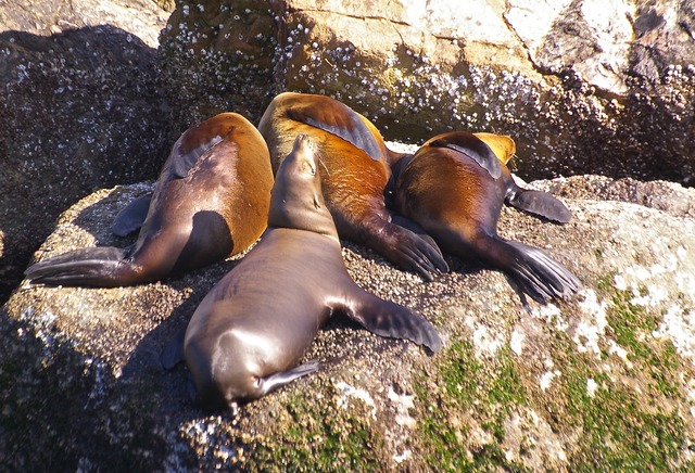 California Sea Lions