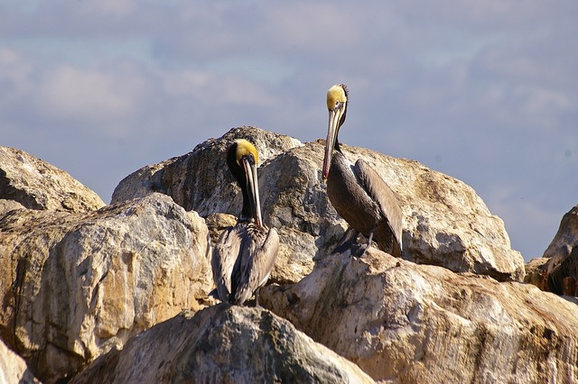 Brown Pelicans