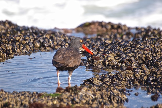 Black Oystercatcher