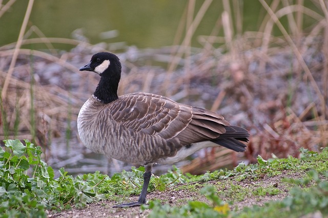 Cackling Goose