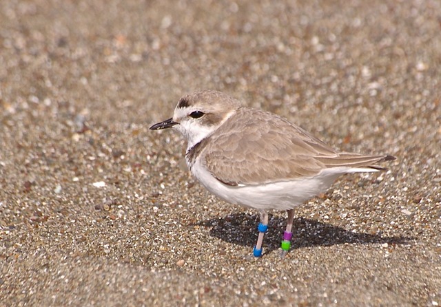 Snowy Plover