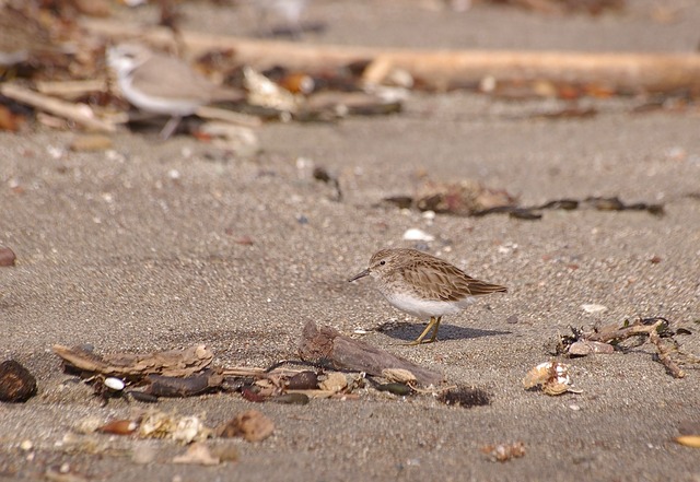 Least sandpiper