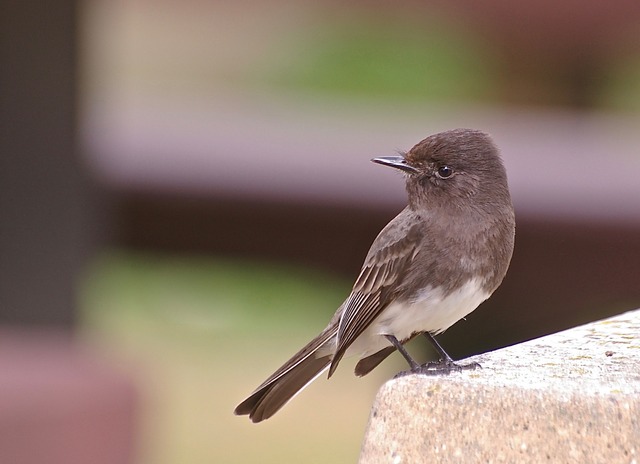 Black Phoebe