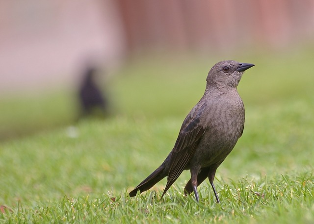 Brewer´s Blackbird