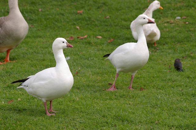 Ross´s and Snow Goose