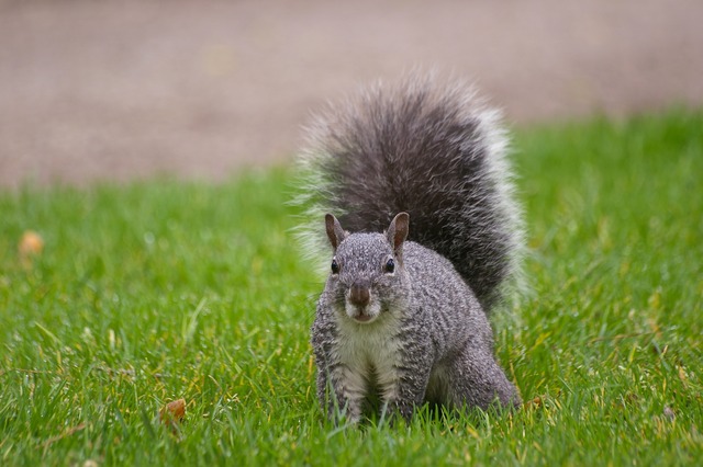 W Grey Squirrel