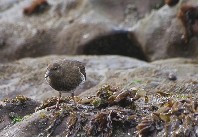 Surfbird