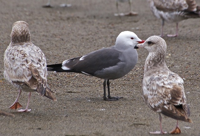 Herrmann´s Gull