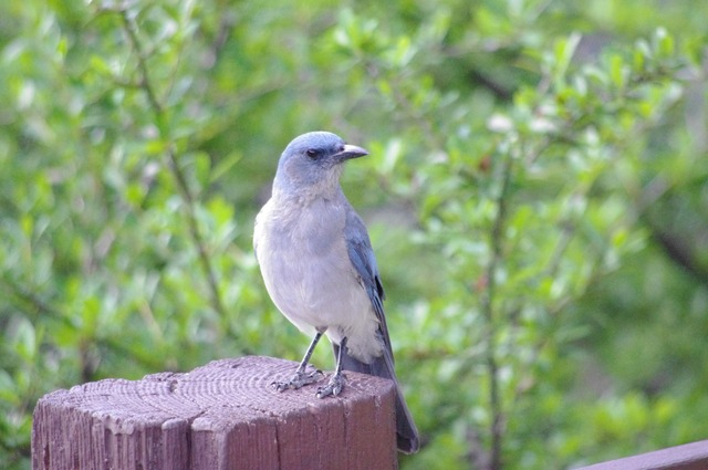 Mexican Jay