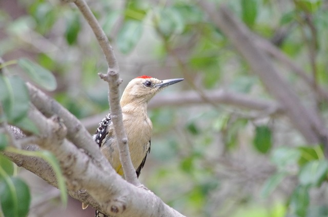 Gila Woodpecker