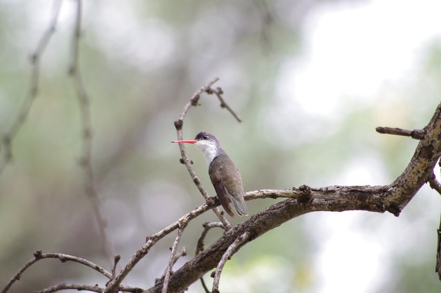 Violet-crowned Hummingbird