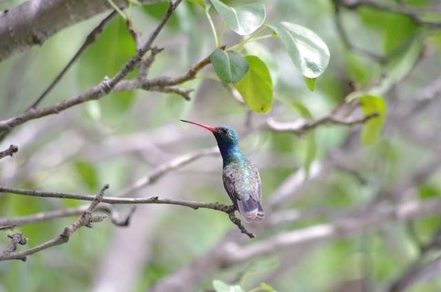 Broad-billed Hummingbird