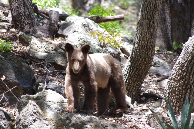 Black Bear