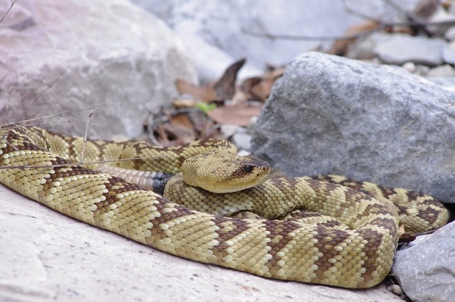 Black-tailed rattlesnake