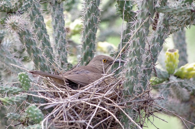 Curve-billed Thrasher