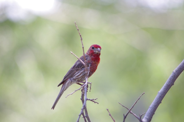 House Finch