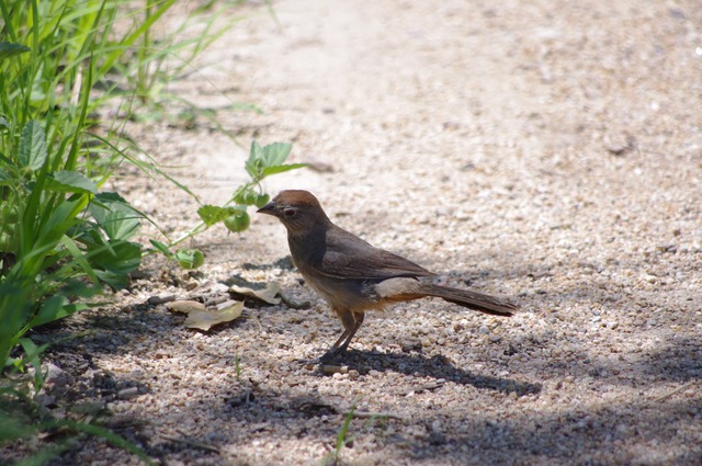 Canyon Towhee