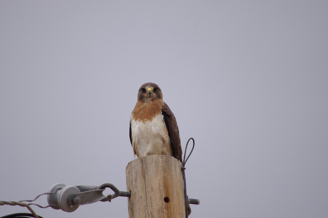 Swainson´s Hawk