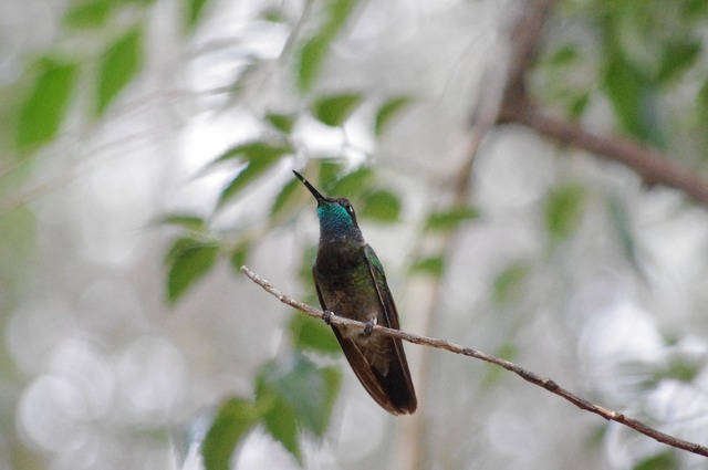 Magnificent Hummingbird