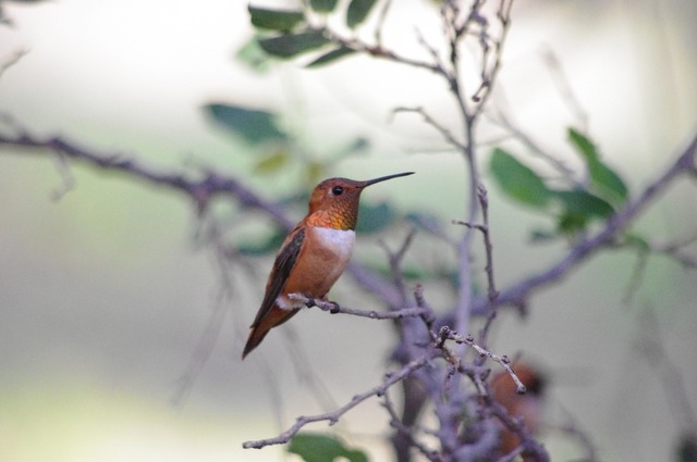 Rufous Hummingbird