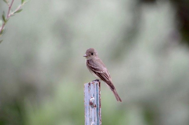 Western Phoebe