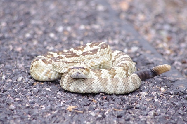 Black-tailed Rattlesnake