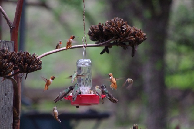 Hummers