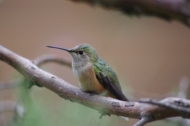 Broad-tailed Hummingbird female