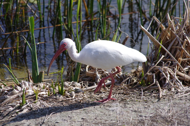 White Ibis