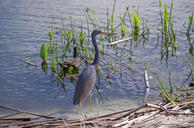 Tricolored Heron