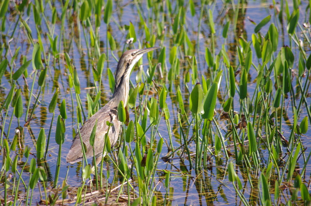 American Bittern