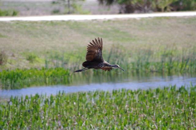 Limpkin