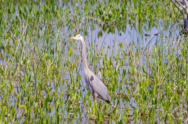 Great Blue Heron