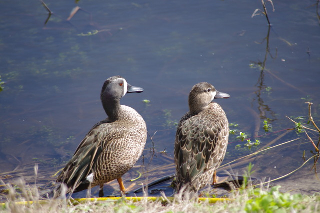 Blue-winged Teal