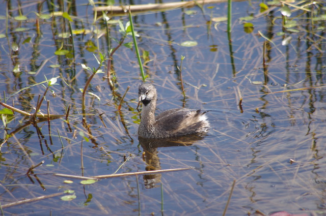 Pied-billed Grebe