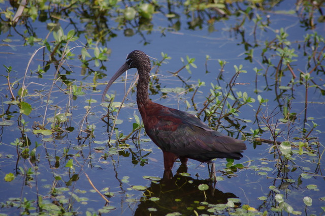 White-faced Ibis