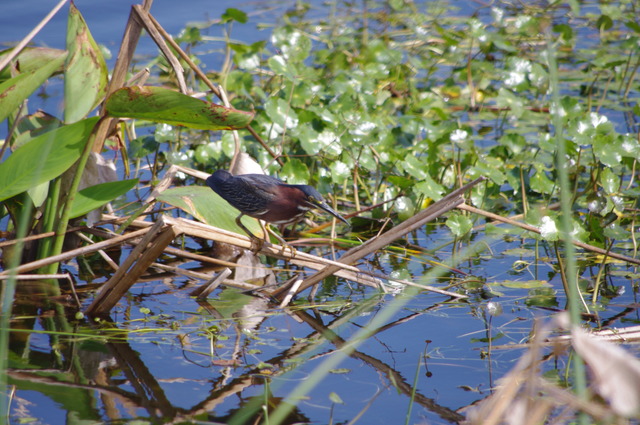 Green Heron