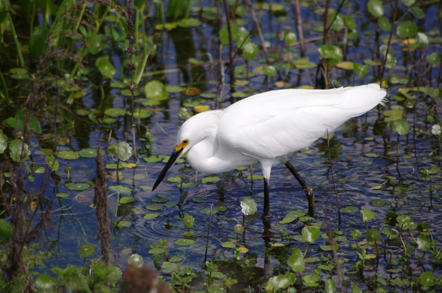 Snowy Egret