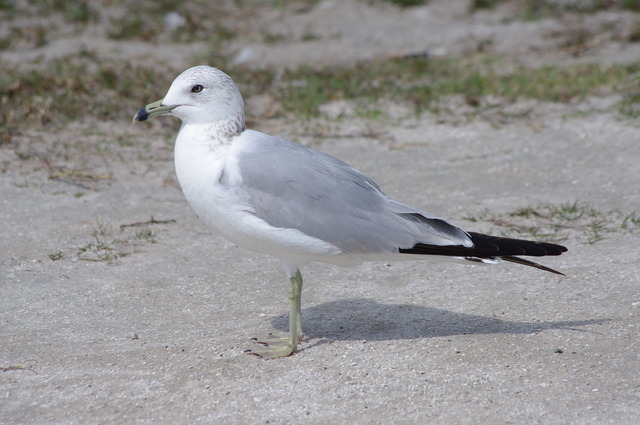 Ring-billed Gull