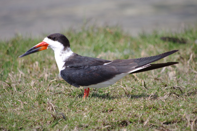 Black Skimmer