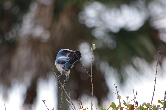 Florida Jay