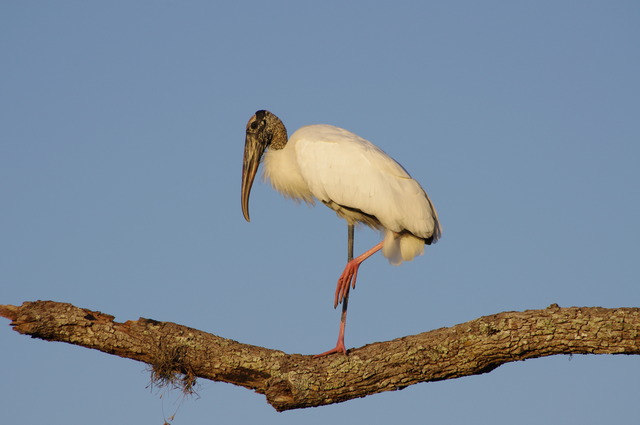 Wood Stork