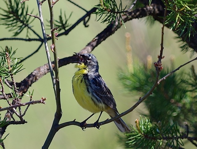 Kirtland´s Warbler