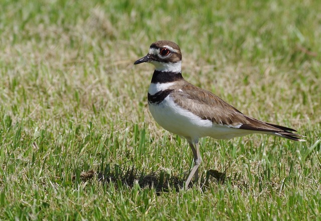 Killdeer