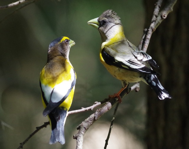 Evening Grosbeak