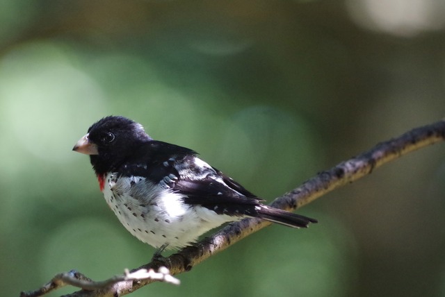 Rose-breasted Grosbeak