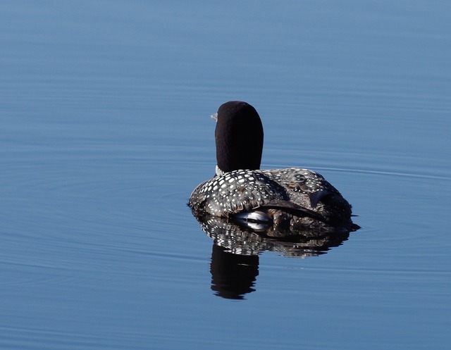 Common Loon