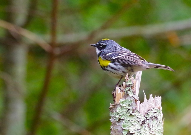 Yellow-rumped Warbler